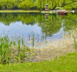 Frühling - Blütenstaub im Teich - trübes Wasser
